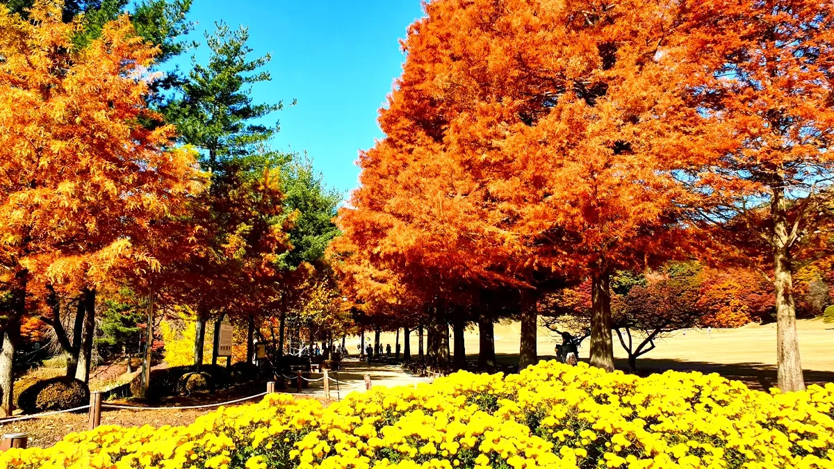 cheongnamdae-autumn3.webp