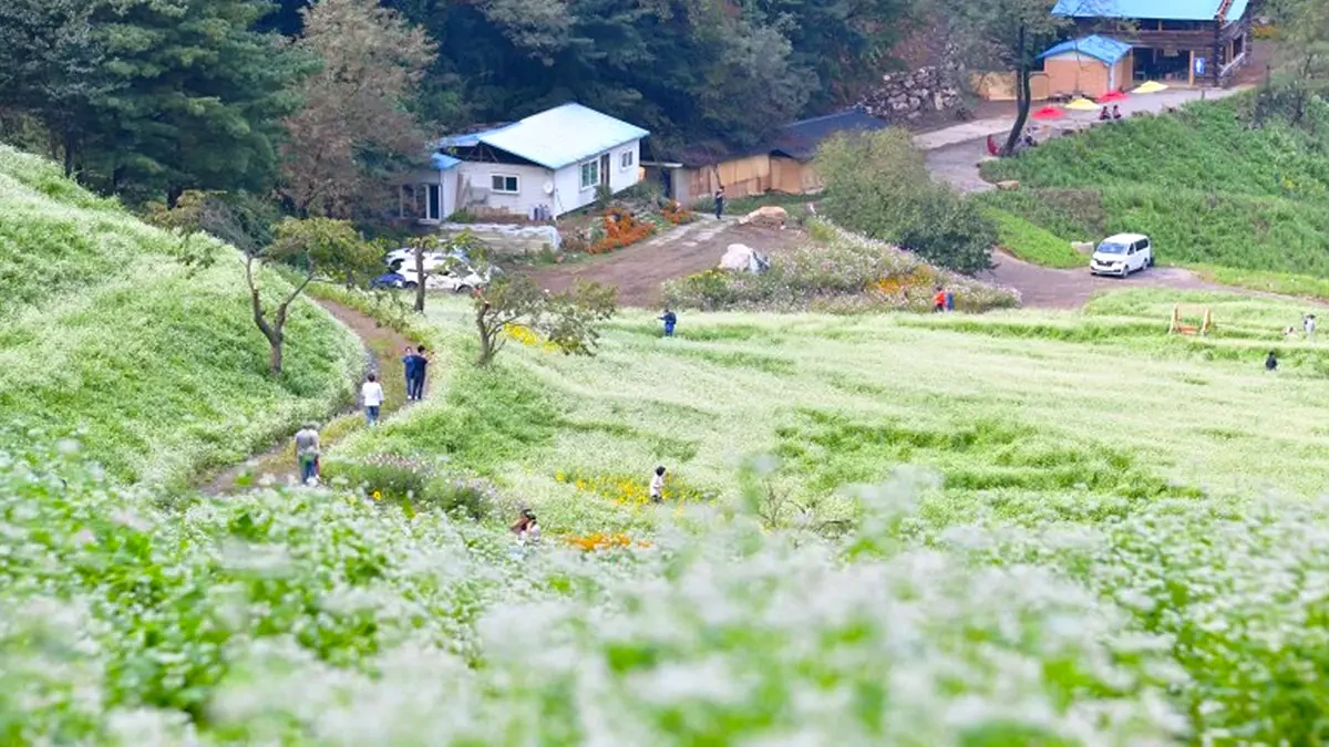 cheongju-chujeongri-buckwheat-field-beekeeper-5.webp