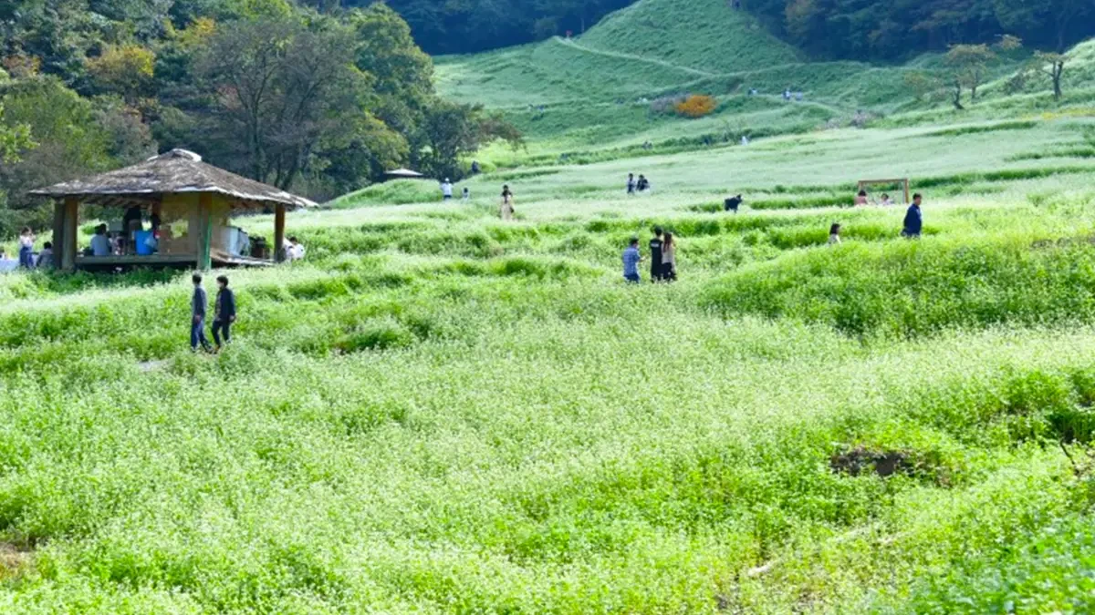 cheongju-chujeongri-buckwheat-field-beekeeper-4.webp