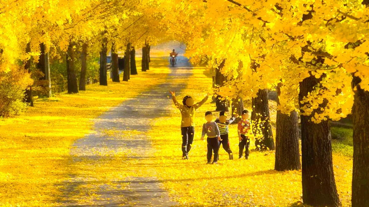 uidong-ginkgo-tree-road-autumn4.webp