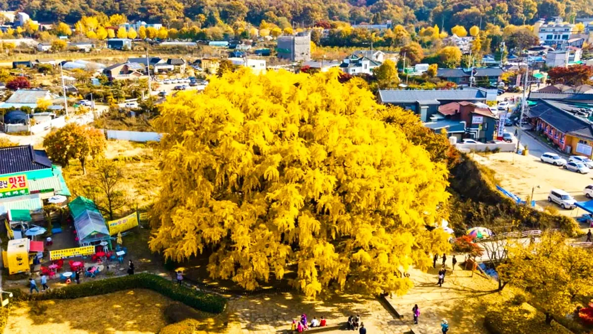 jangsu-dong-ginkgo-tree-autumn2.webp