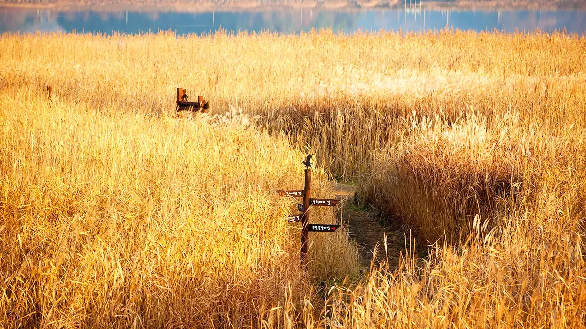sinseong-ri-reed-field-autumn6.webp