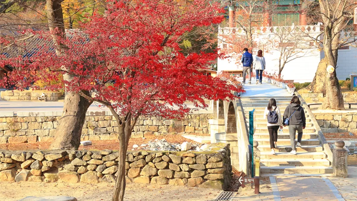 yangsan-tongdosa-autumn-leaves2.webp