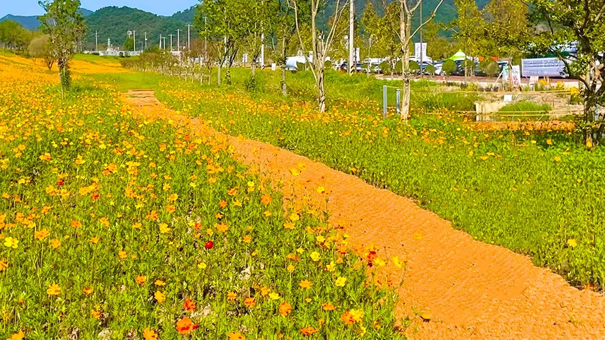 naju-yeongsan-river-cosmos-festival-2.webp