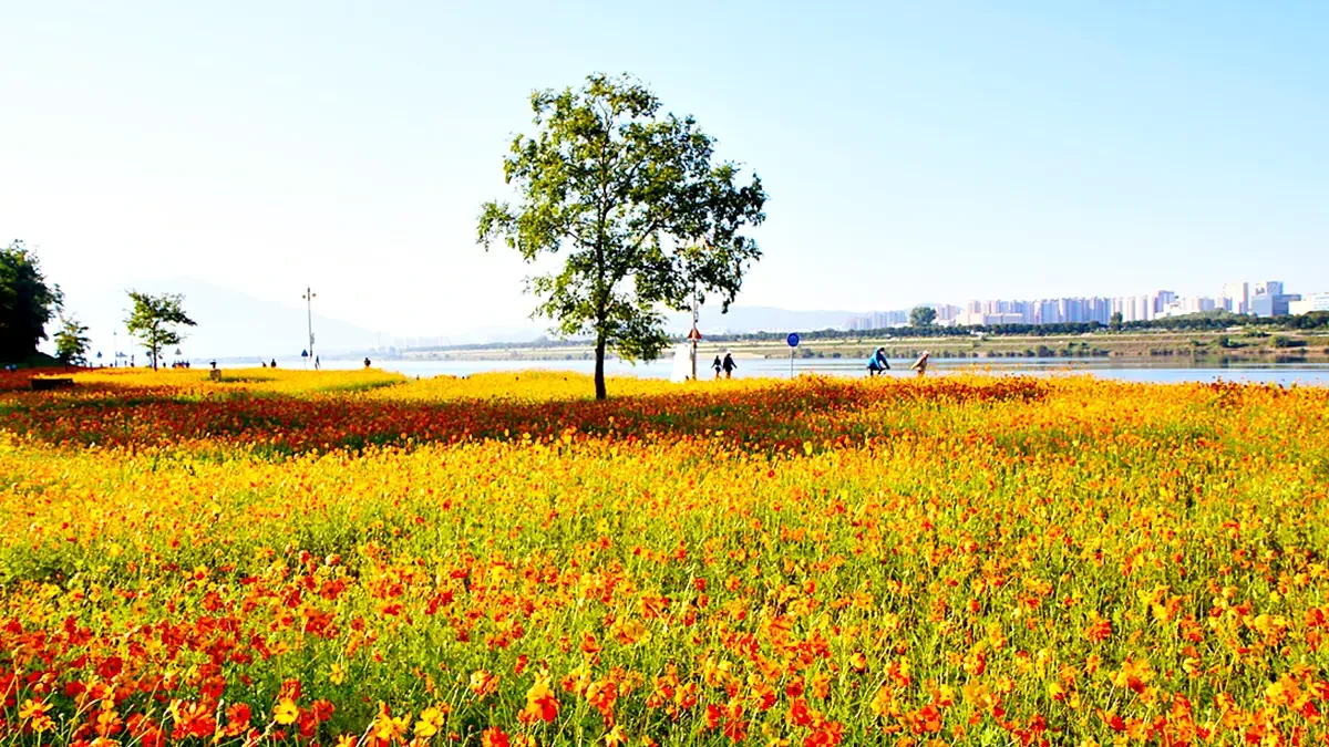 namyangju-hangang-park-sampae-yellow-cosmos-5.webp