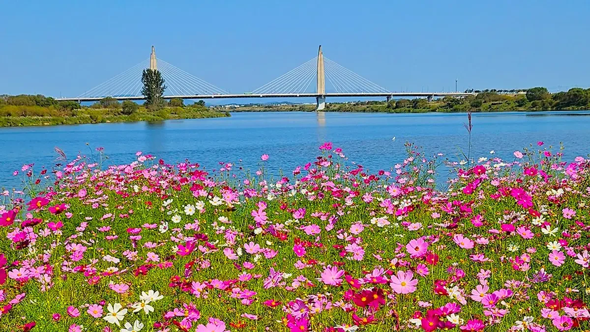 naju-yeongsan-river-cosmos-festival-1.webp