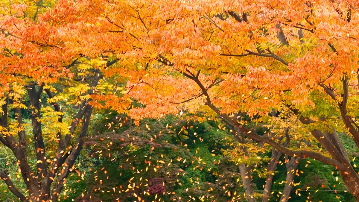 misa-gyeongjeong-park-autumn3.webp