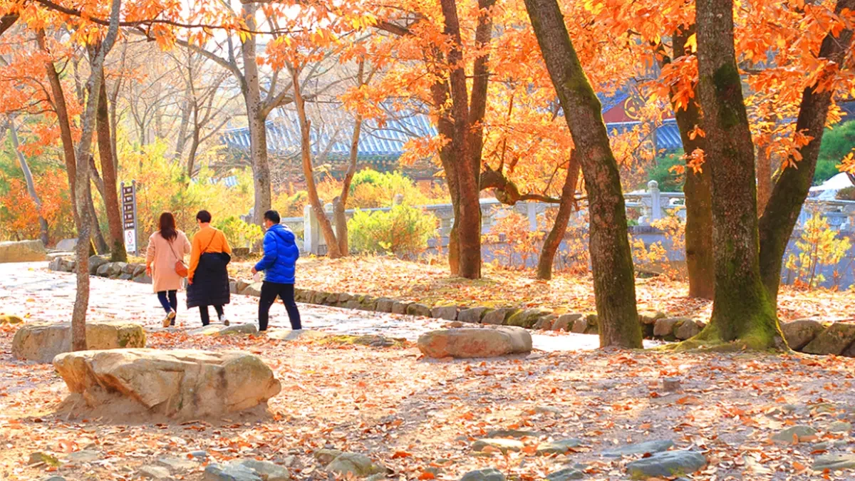 yangsan-tongdosa-autumn-leaves4.webp