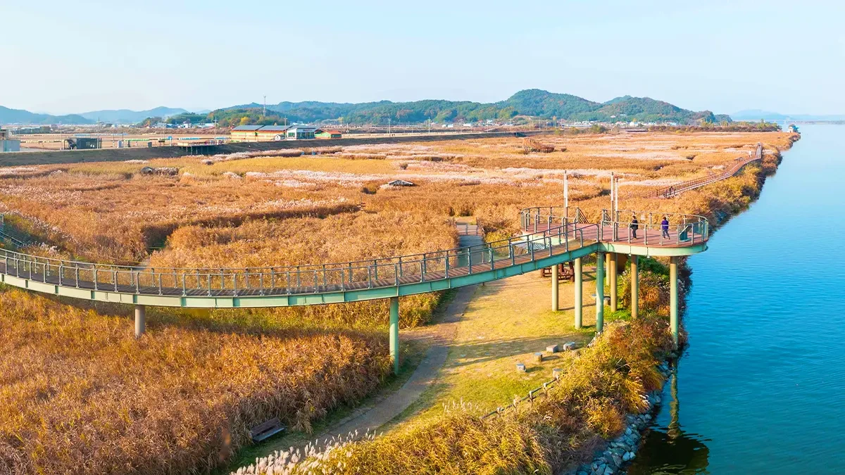 sinseong-ri-reed-field-autumn2.webp
