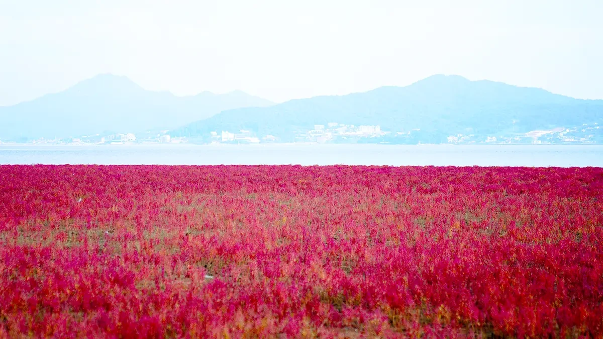 incheon-ganghwa-seokmodo-suaeda-japonica-tidal-1.webp