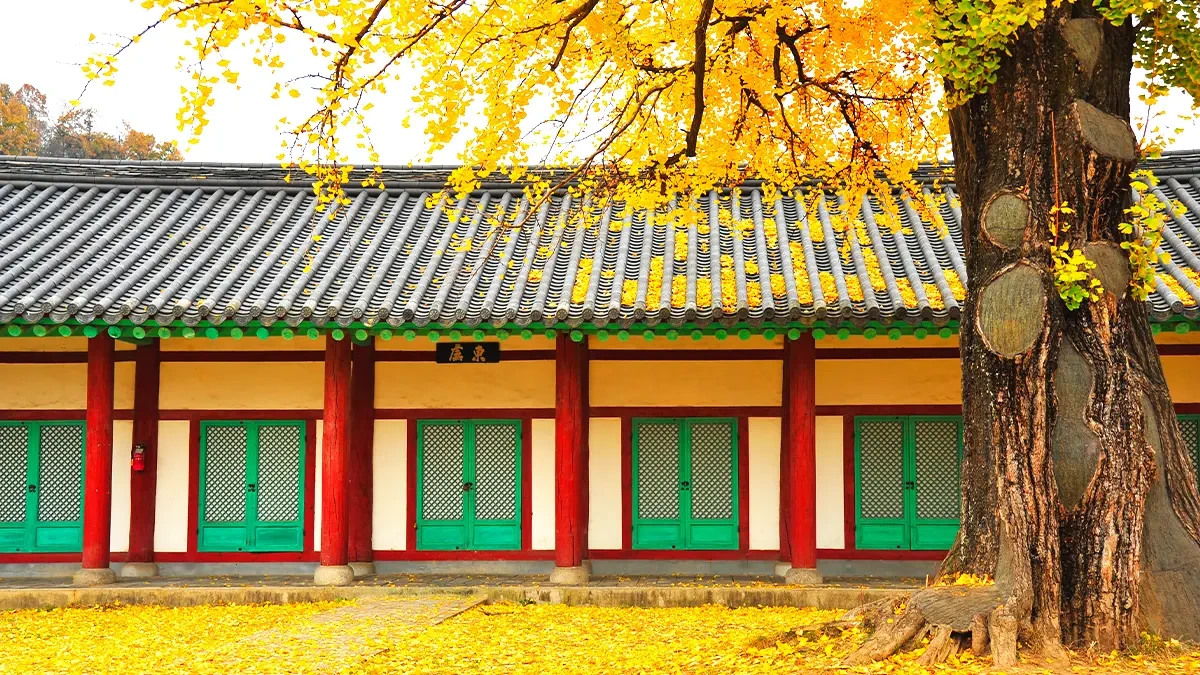 jeonju-hyanggyo-autumn-leaves1.webp