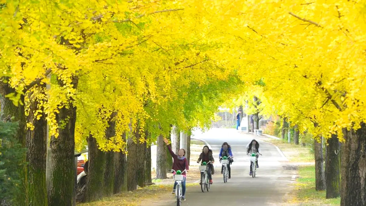 uidong-ginkgo-tree-road-autumn1.webp