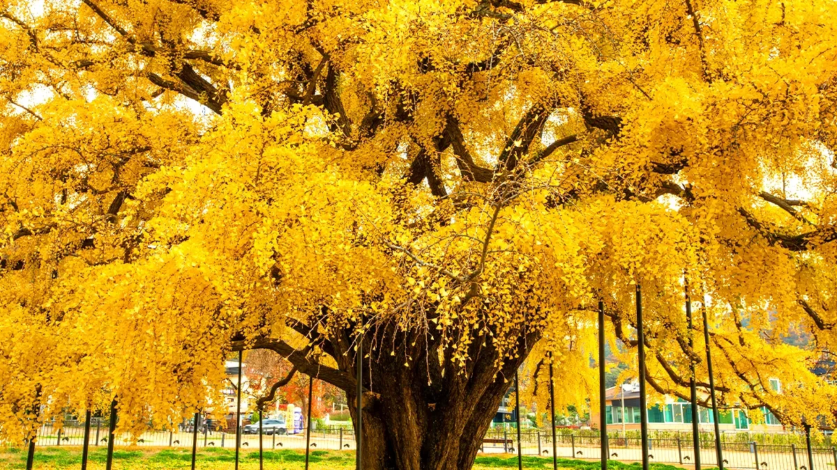 jangsu-dong-ginkgo-tree-autumn4.webp