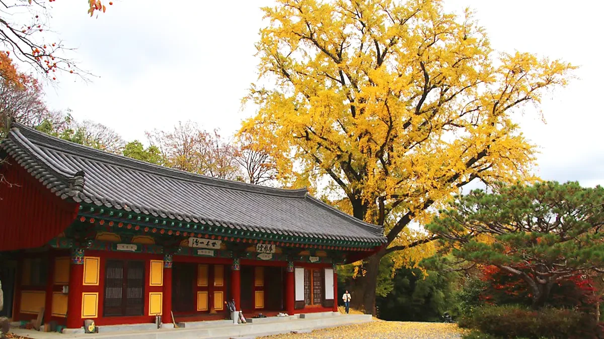 yangsan-tongdosa-autumn-leaves6.webp