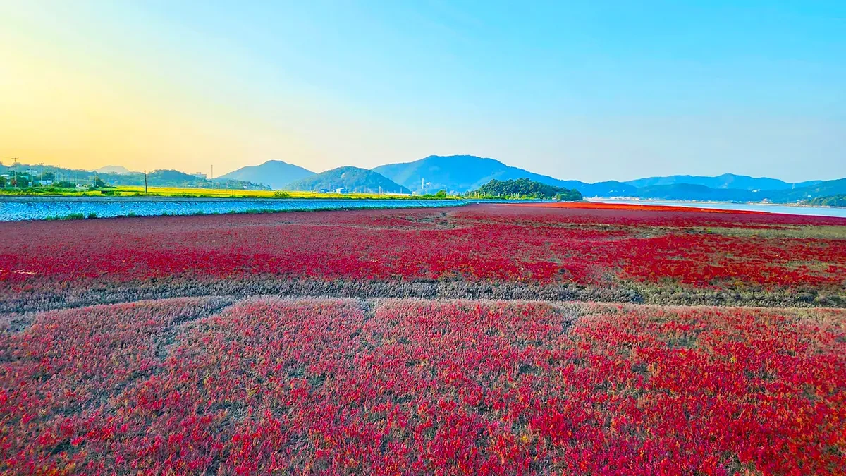 incheon-ganghwa-seokmodo-suaeda-japonica-tidal-5.webp
