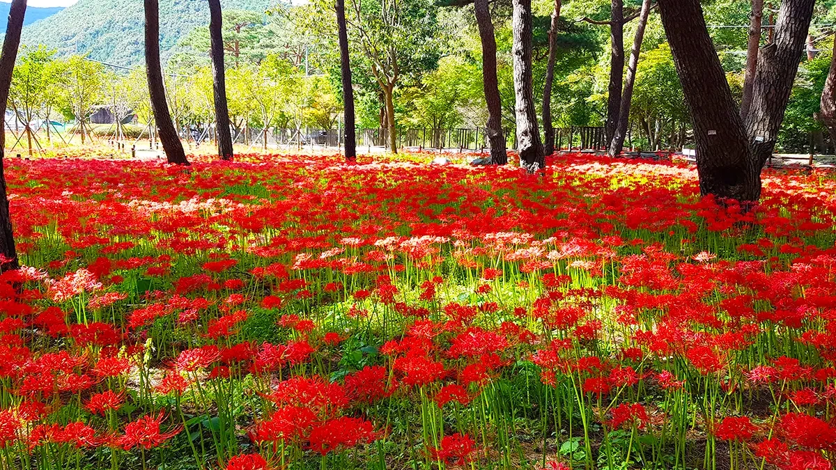 boryeong-seongjusan-forest-magic-lily-1.webp