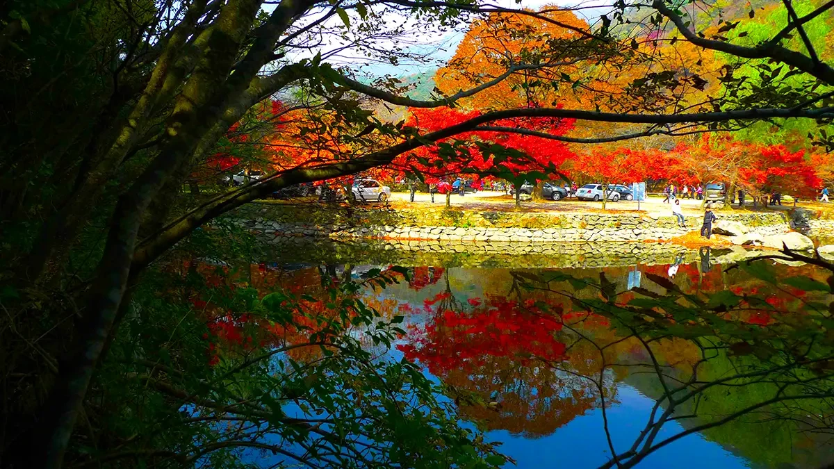 naejangsan-national-park-autumn-foliage-3.webp