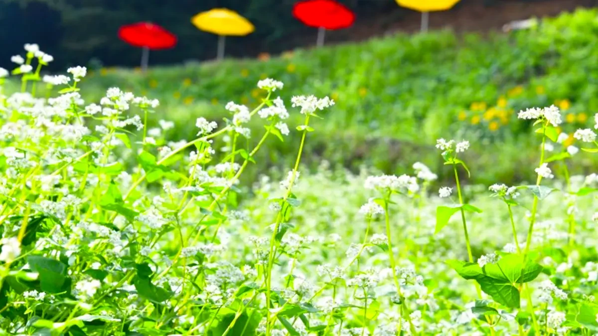 cheongju-chujeongri-buckwheat-field-beekeeper-1.webp