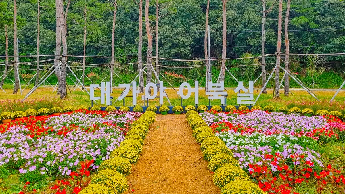 goryeong-daegaya-eobuksil-autumn-flowers-3.webp
