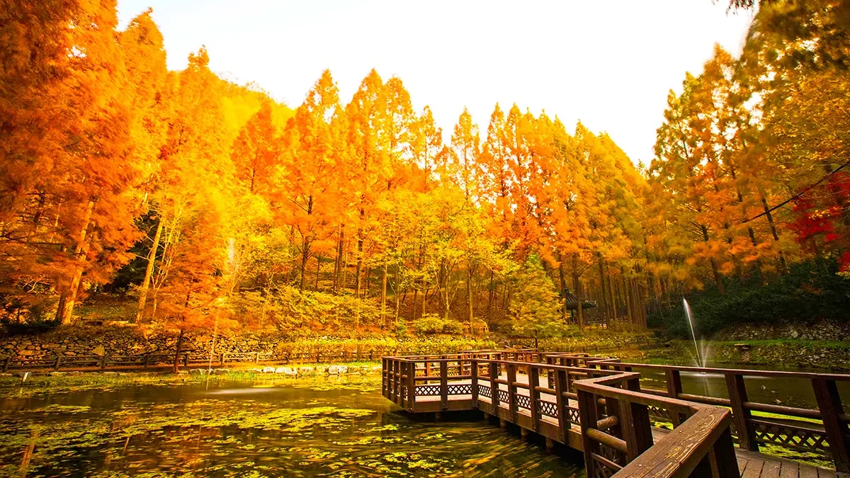 daejeon-jangtaesan-forest-metasequoia-autumn-4.webp