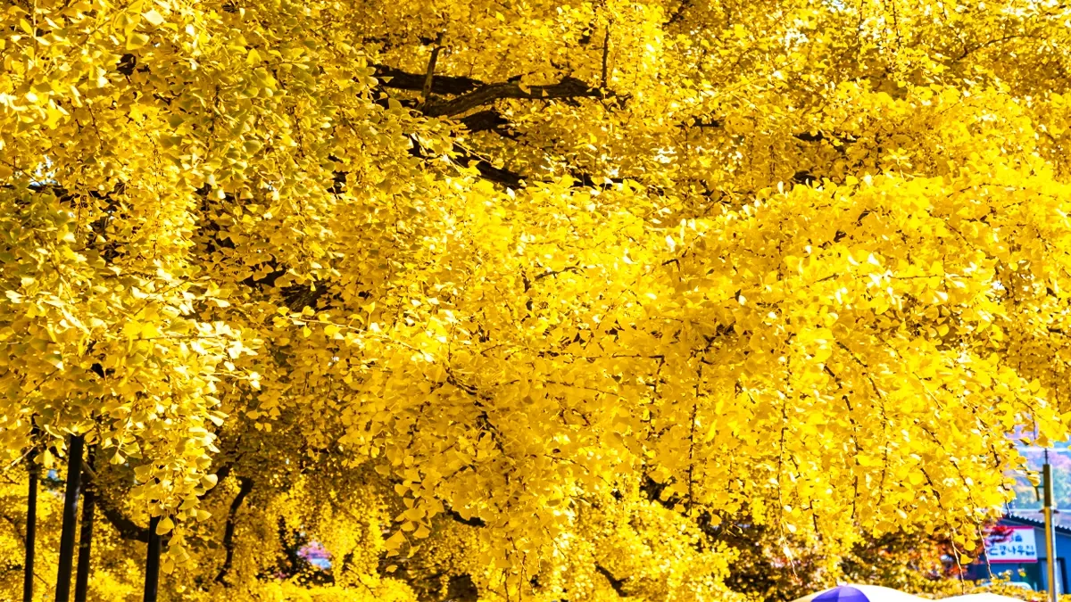 jangsu-dong-ginkgo-tree-autumn3.webp