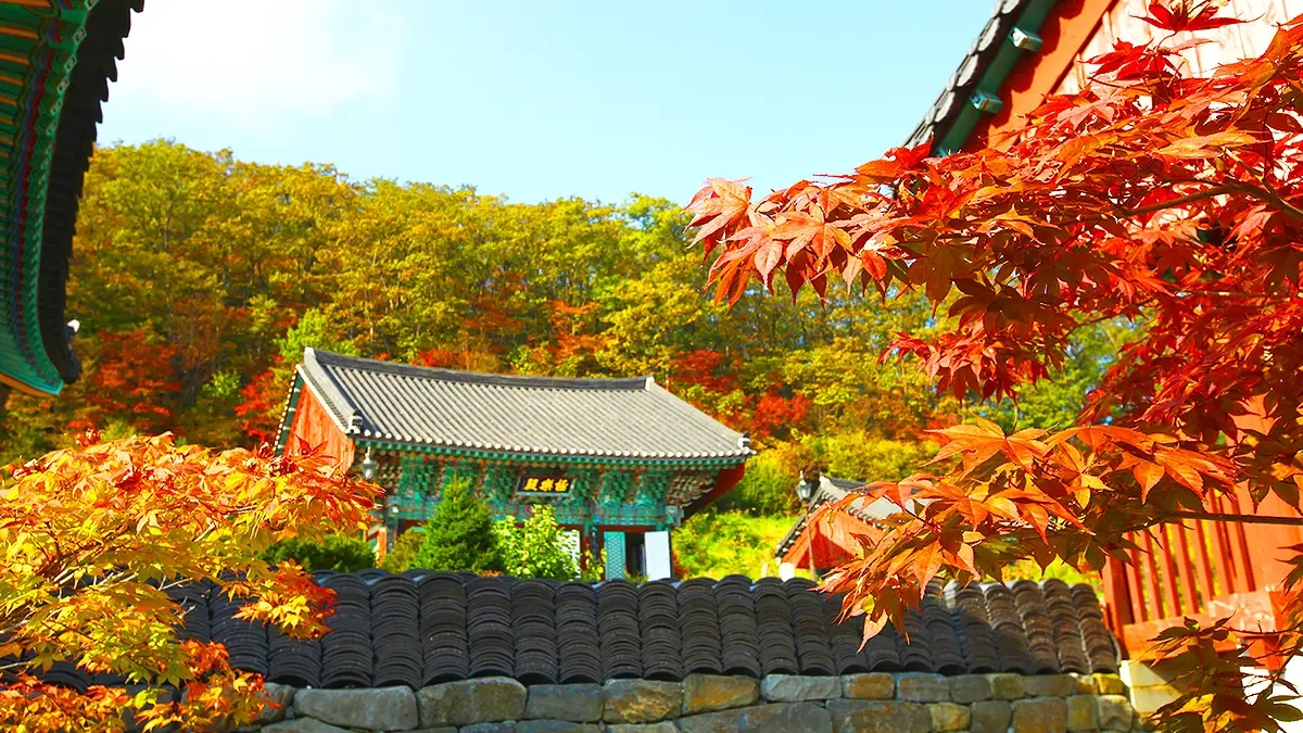 jeoksangsan-autumn-drive6.webp