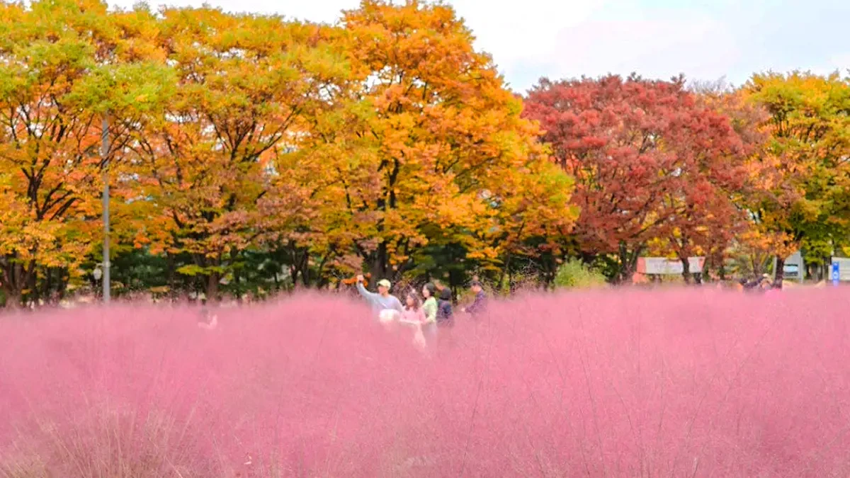 misa-gyeongjeong-park-autumn5.webp