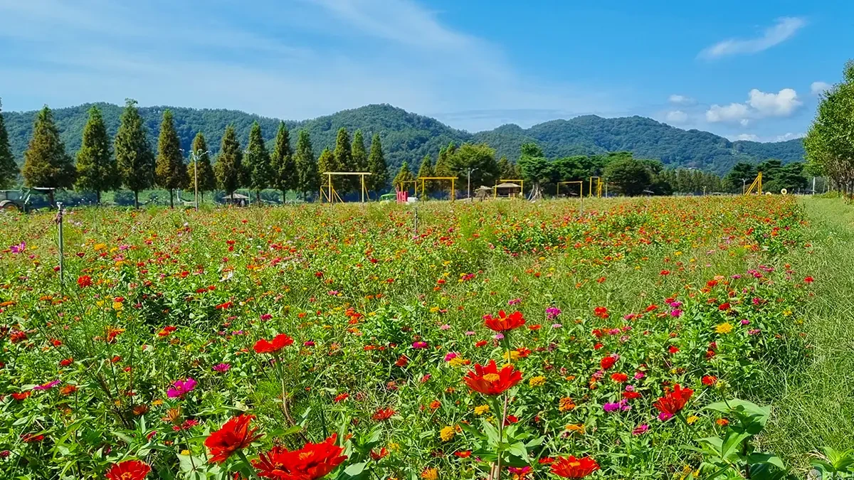 changnyeong-namji-park-autumn-flowers-4.webp