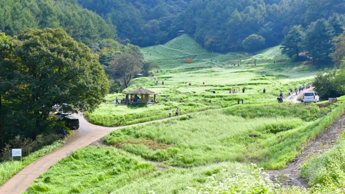 cheongju-chujeongri-buckwheat-field-beekeeper-3.webp