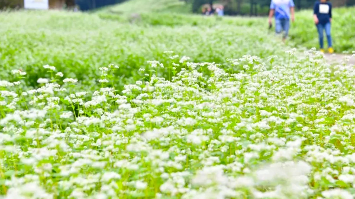 cheongju-chujeongri-buckwheat-field-beekeeper-2.webp