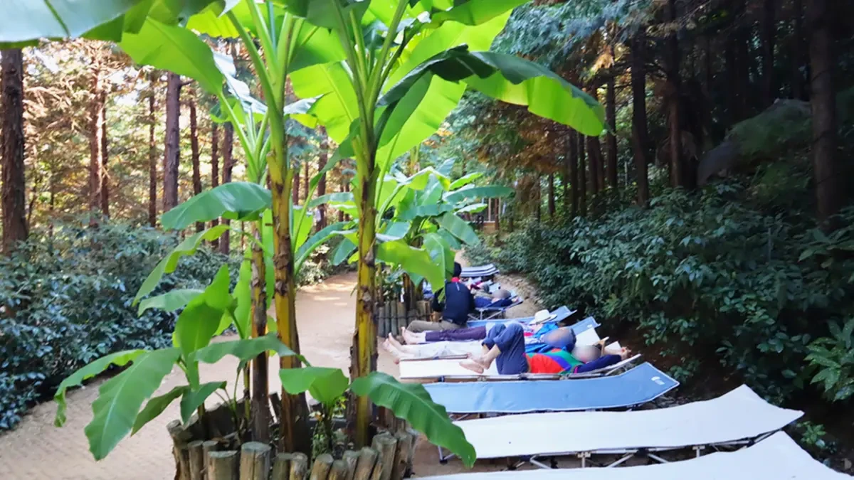 tongyeong-napory-farm-phytoncide-barefoot-wellness2.webp