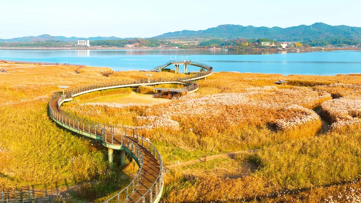 sinseong-ri-reed-field-autumn4.webp