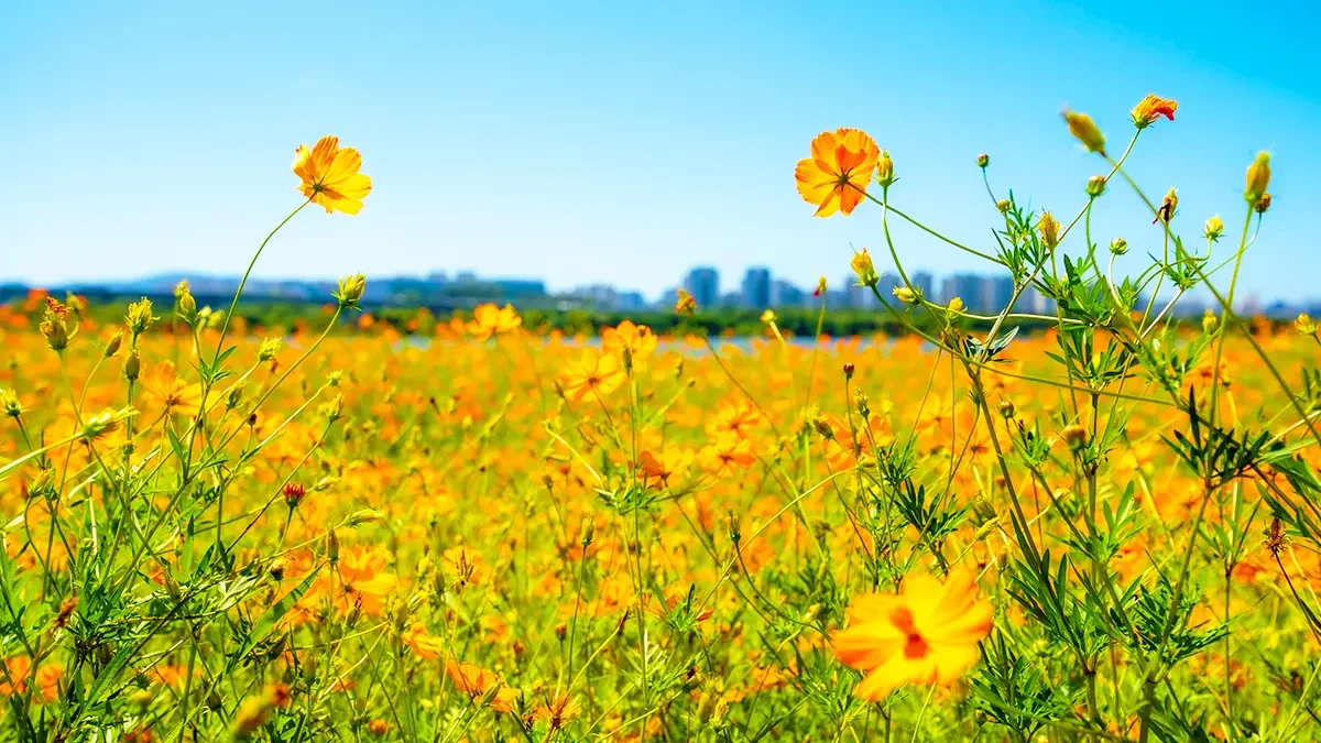 namyangju-hangang-park-sampae-yellow-cosmos-3.webp