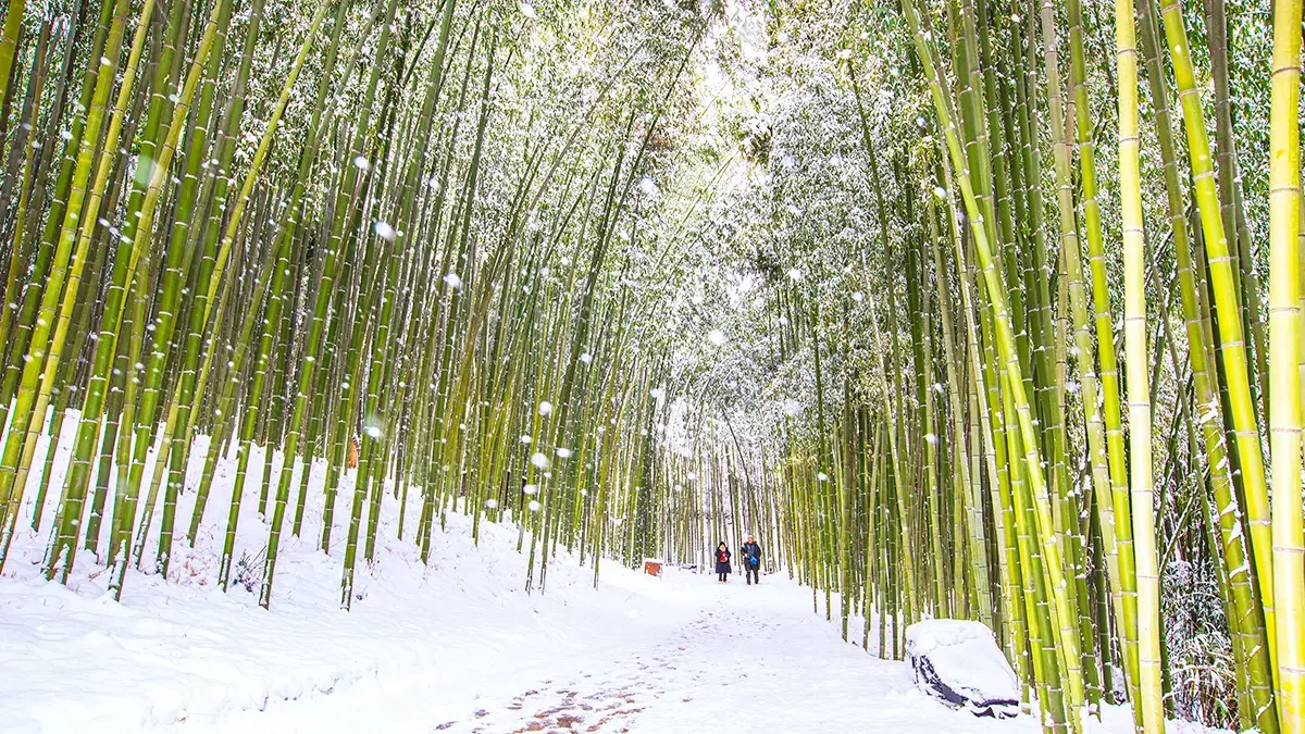 damyang-juknokwon-winter-bamboo-snow1.webp