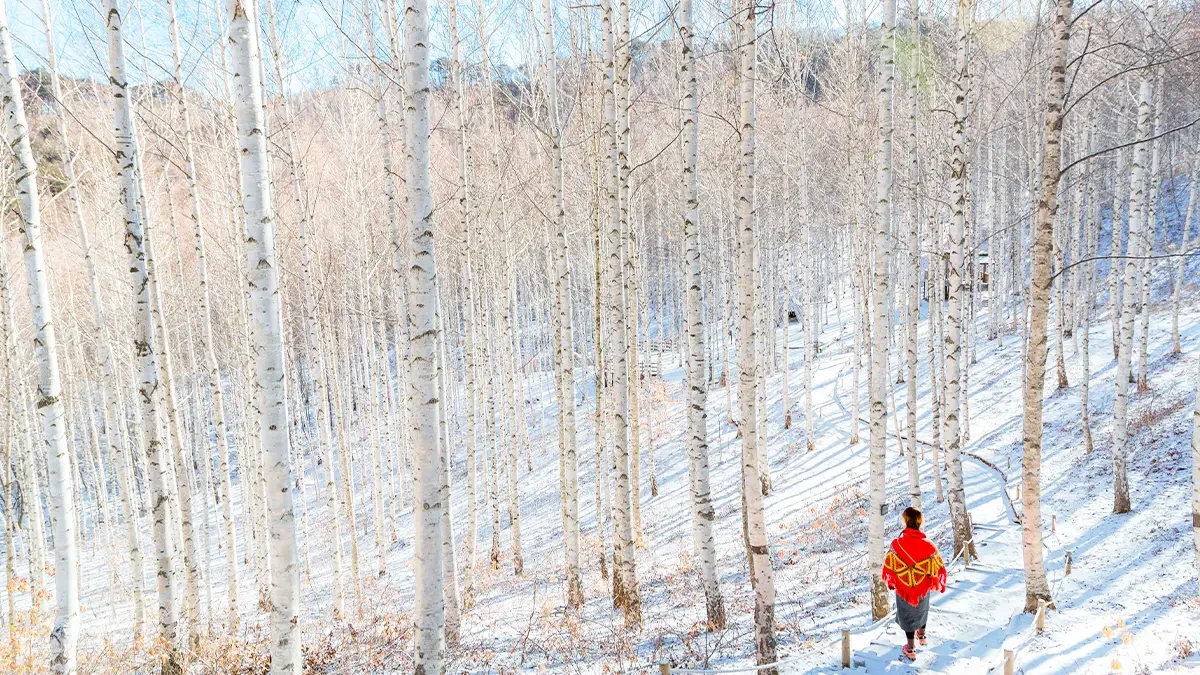 inje-wondae-birch-forest-winter-hike5.webp
