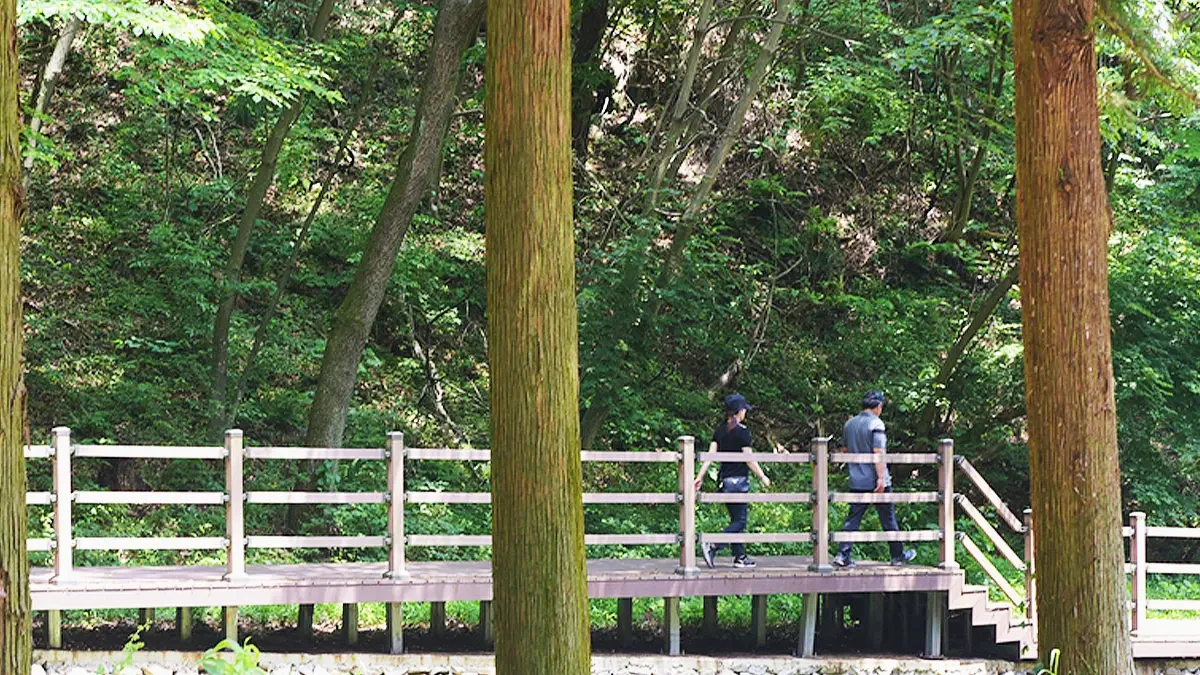 jangseong-cypress-forest-national-healing-center4.webp