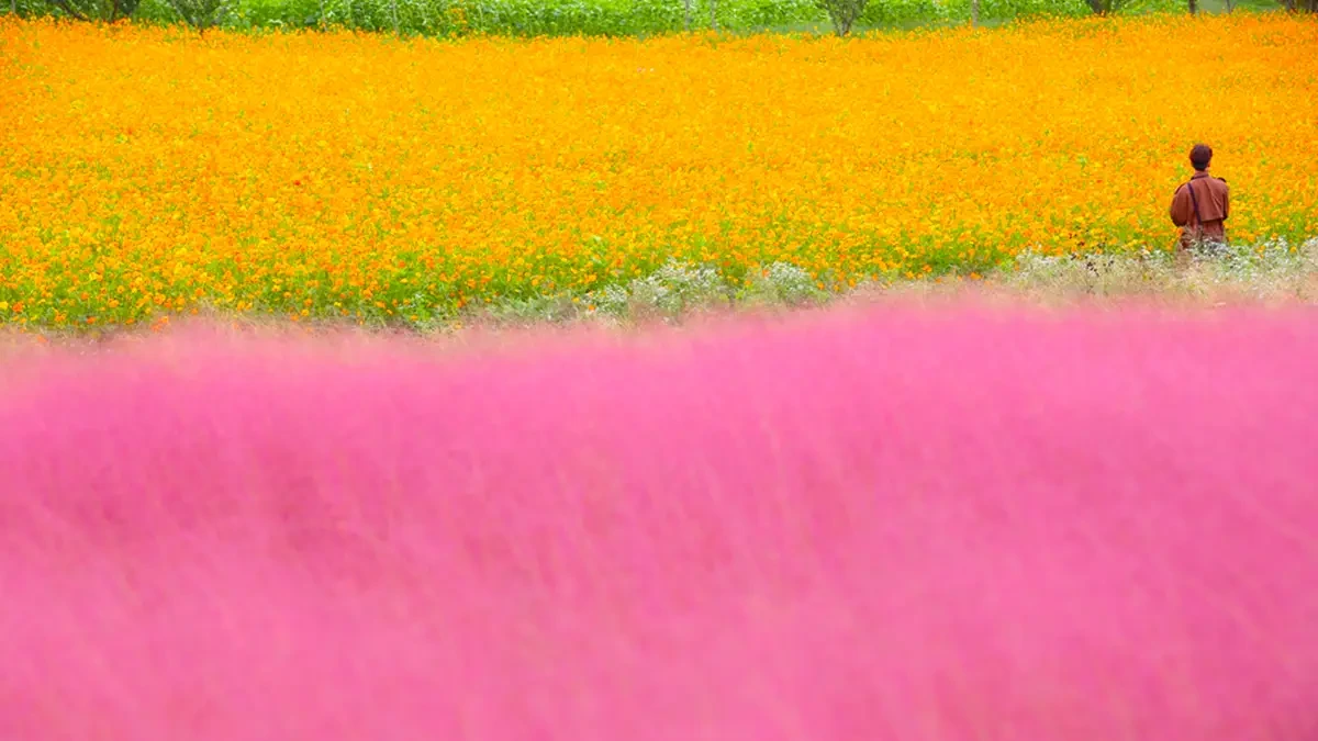anseong-farmland-autumn-pink-muhly-1.webp