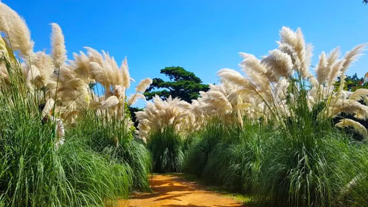 cheongsan-arboretum-taean-pampas-pink-muhly-5.webp