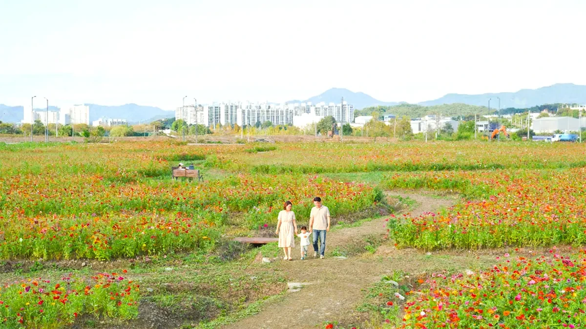 chungju-tangeum-park-zinnia4.webp