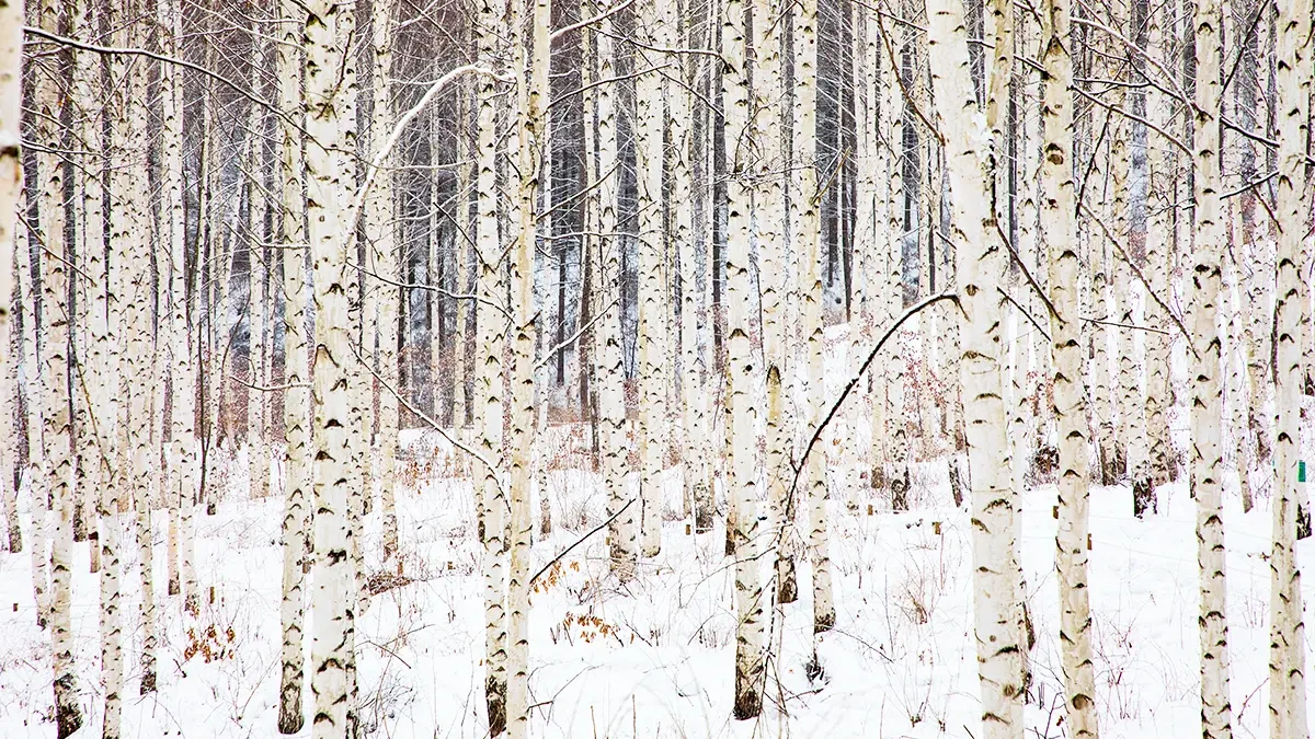 inje-wondae-birch-forest-winter-hike2.webp