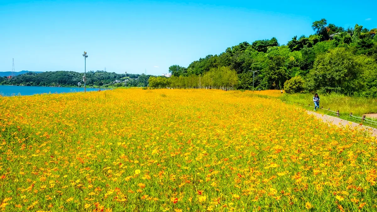 namyangju-hangang-park-sampae-yellow-cosmos-2.webp