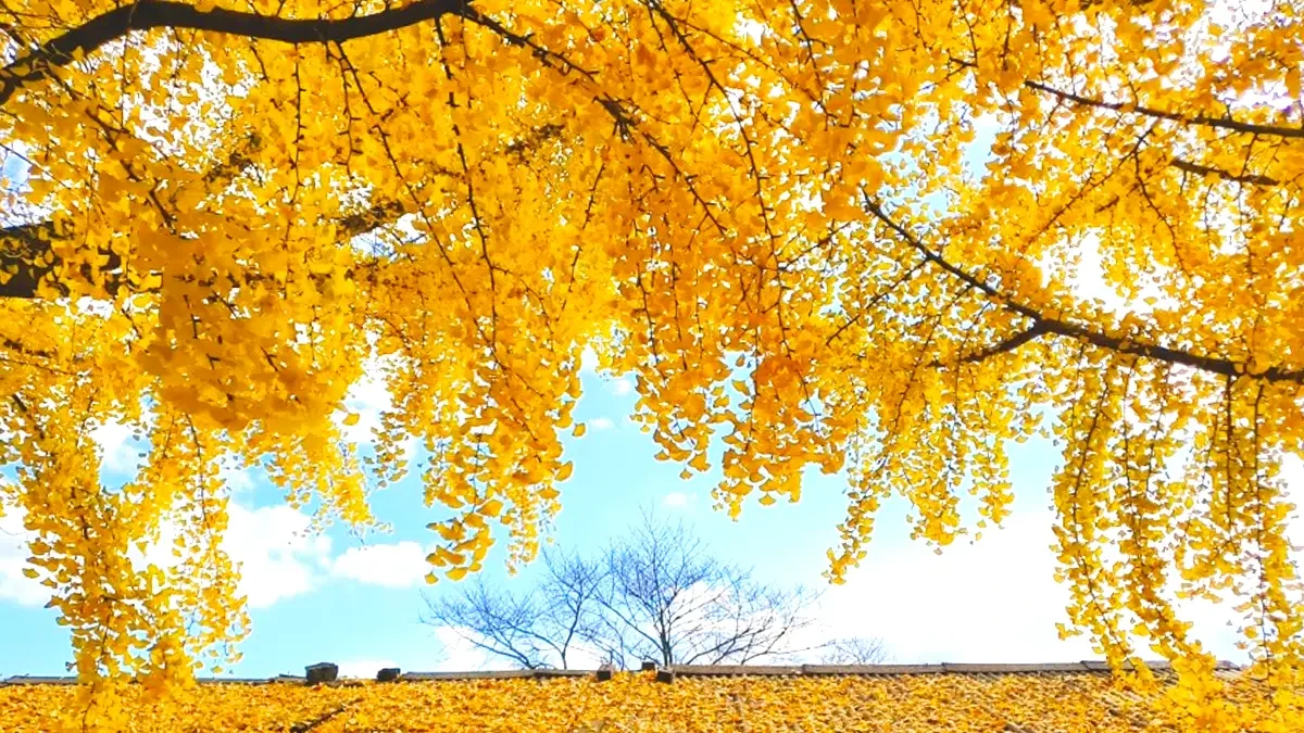 uidong-ginkgo-tree-road-autumn5.webp