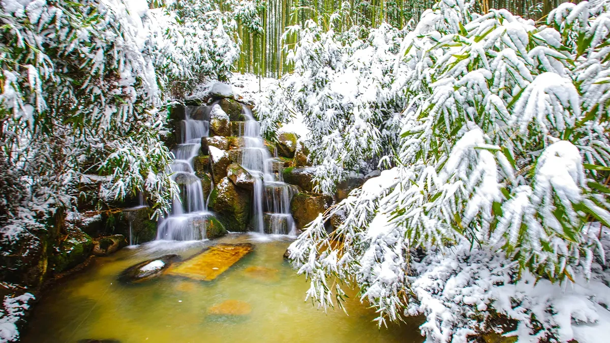 damyang-juknokwon-winter-bamboo-snow6.webp