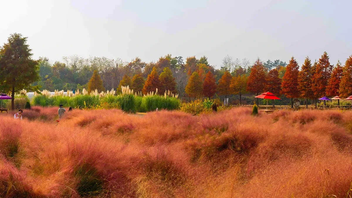 cheongsan-arboretum-taean-pampas-pink-muhly-3.webp