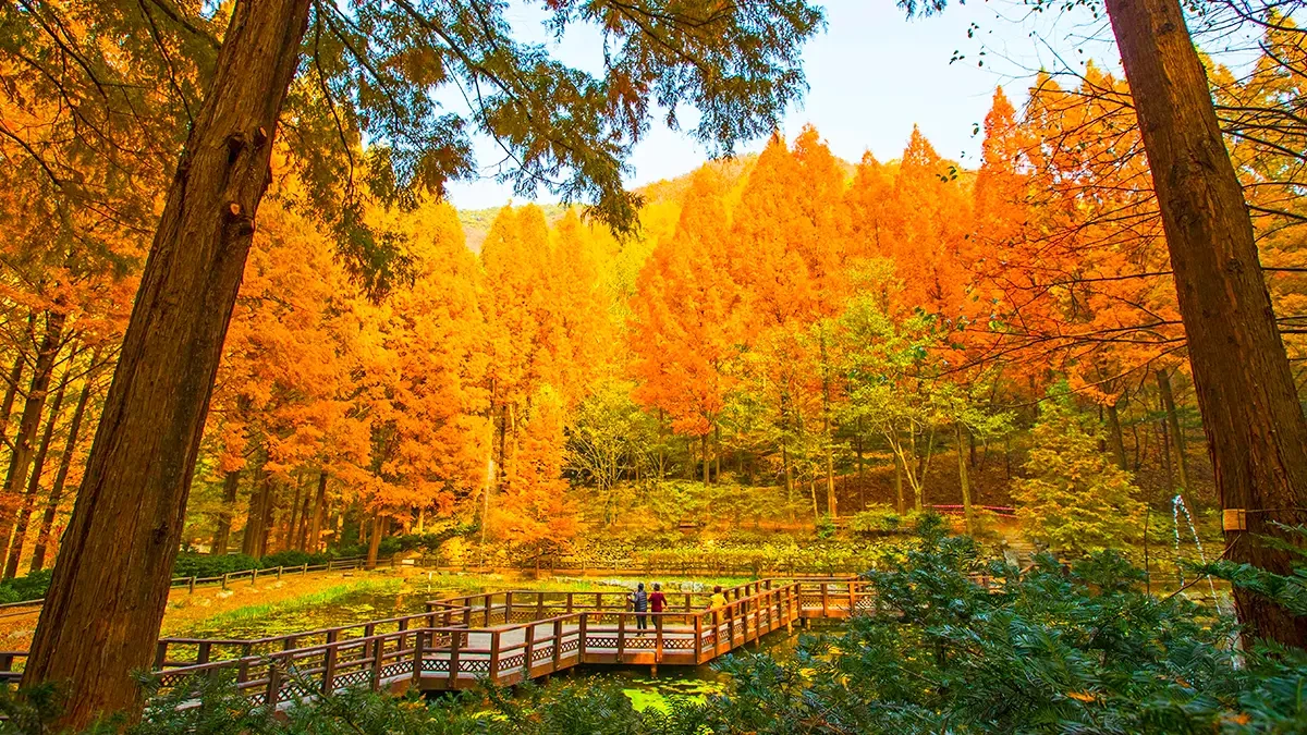 daejeon-jangtaesan-forest-metasequoia-autumn-3.webp