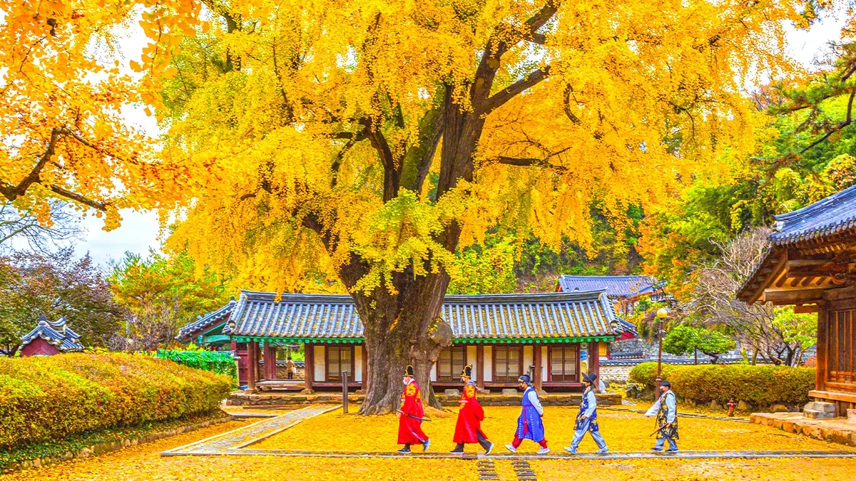 jeonju-hyanggyo-autumn-leaves3.webp