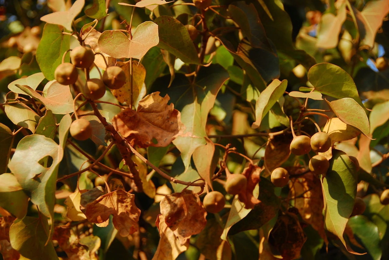 27-1 DSC_0651 이 열매는 보리수 열매 ㅉㅉ.JPG