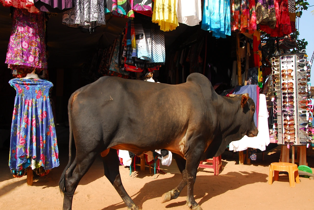 21-2 DSC_0714 상가 소 ㅉㅉ.JPG