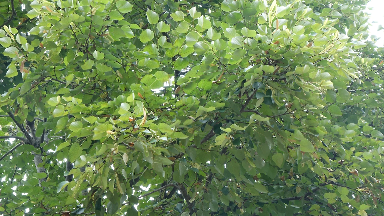 DSC01441 천은사 피나무.JPG