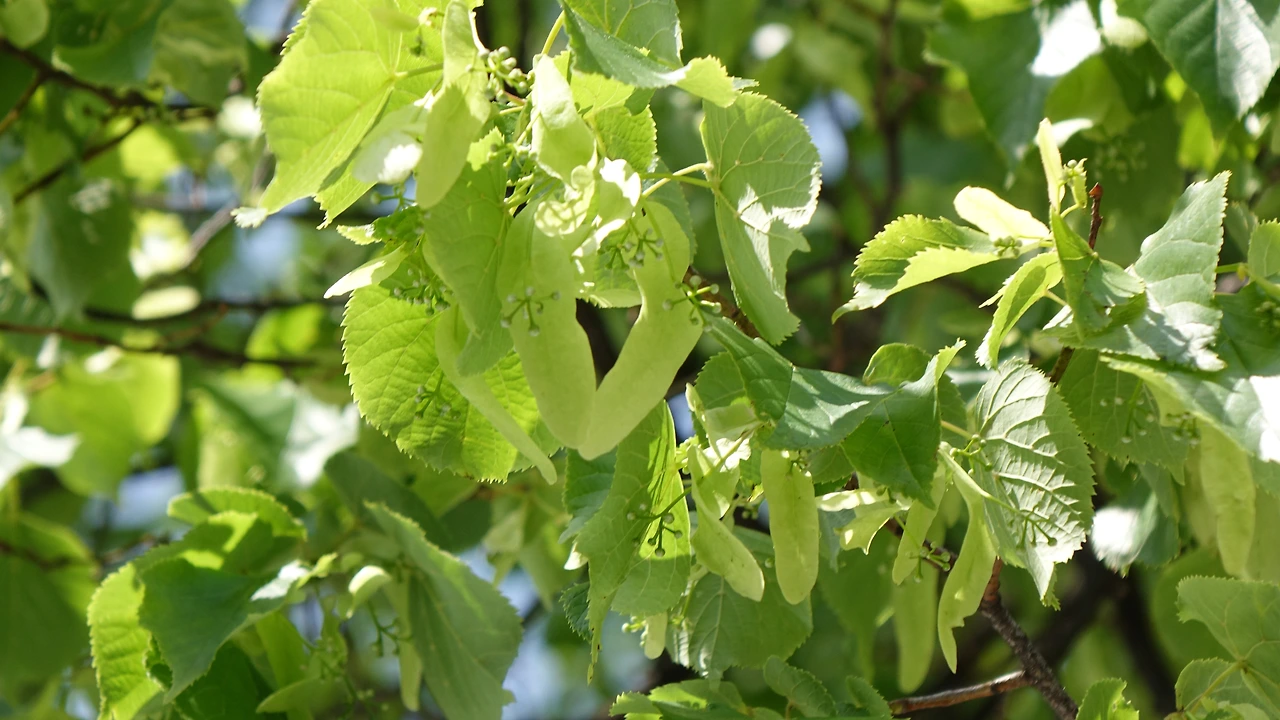 DSC06027 미텐발트 보리수 잎과 열매.JPG